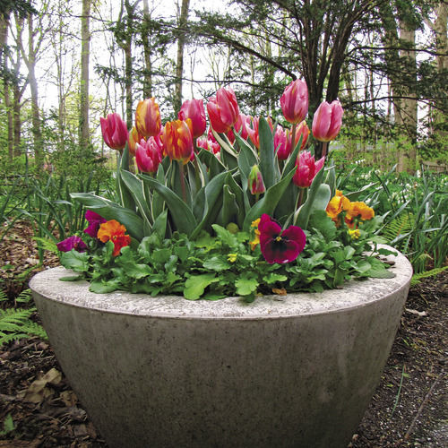 A Bright Idea for Spring Containers FineGardening