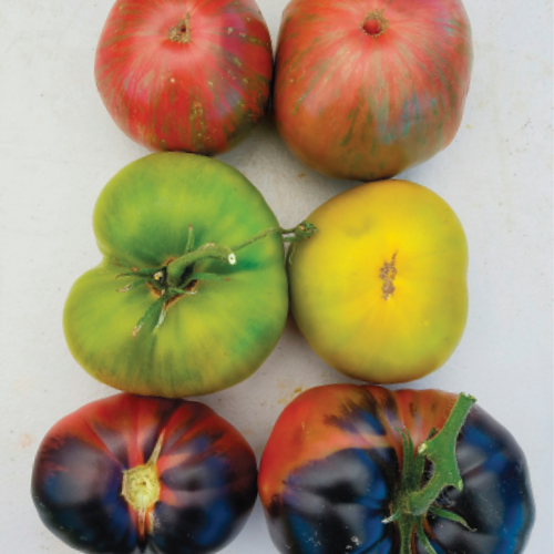 Great New Tomato Varieties - Fine Gardening