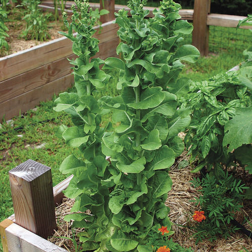 Why Do Greens Bolt? Fine Gardening