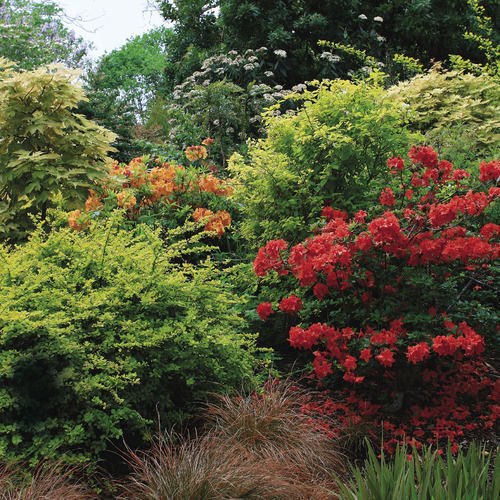 Design a Garden with Shrubs - FineGardening