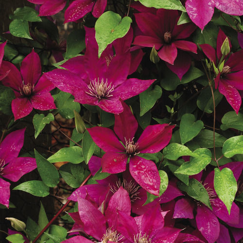 The Best Big Blooming Clematis FineGardening