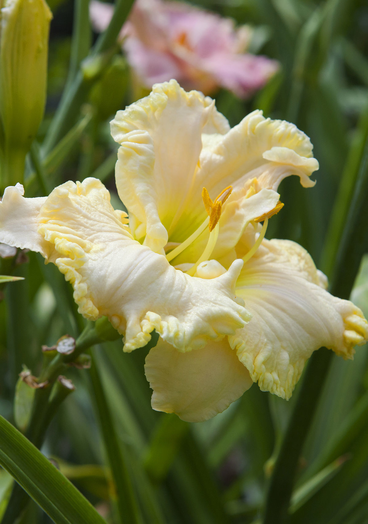 Creating a New Daylily Bed - FineGardening
