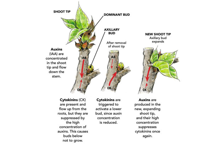 The Science of Pruning - Fine Gardening