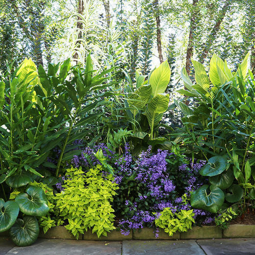 What Chartreuse Plants Can Do for You Fine Gardening