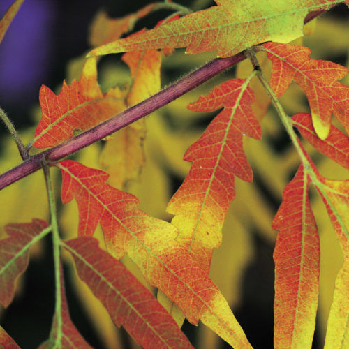 Regional Picks Plants with the Best Fall Colors Northeast Fine