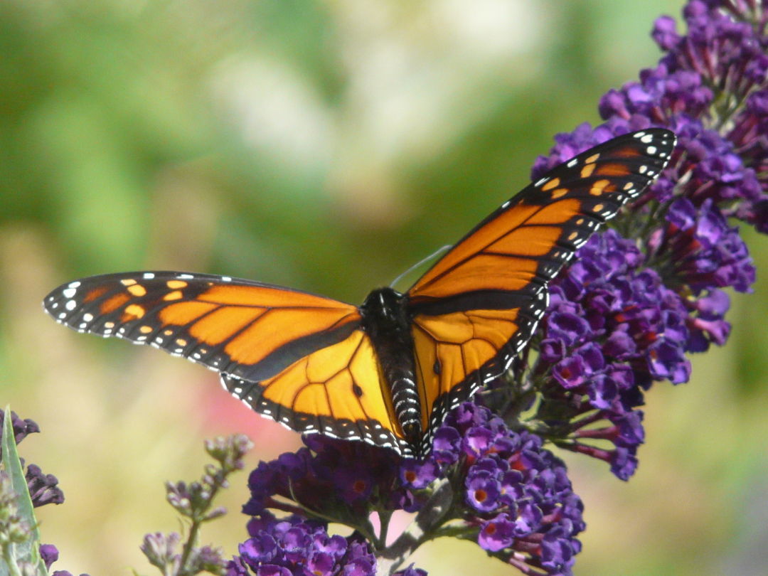 A Garden of Butterflies FineGardening