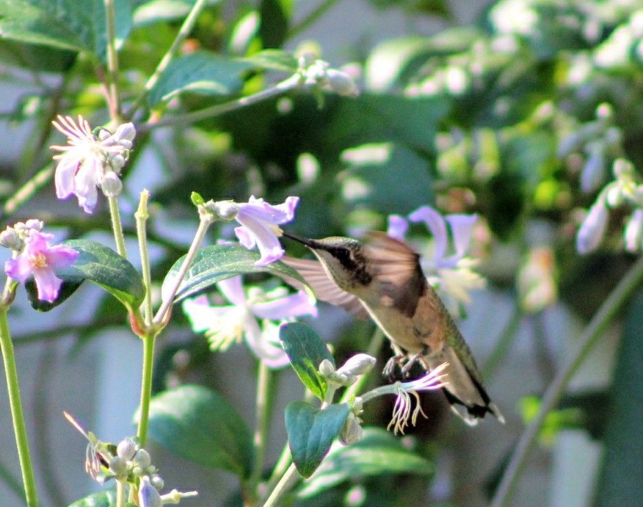 Lessons Learned in a Gardening Life - FineGardening