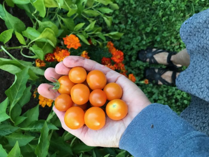 Seed to Fork - Fine Gardening