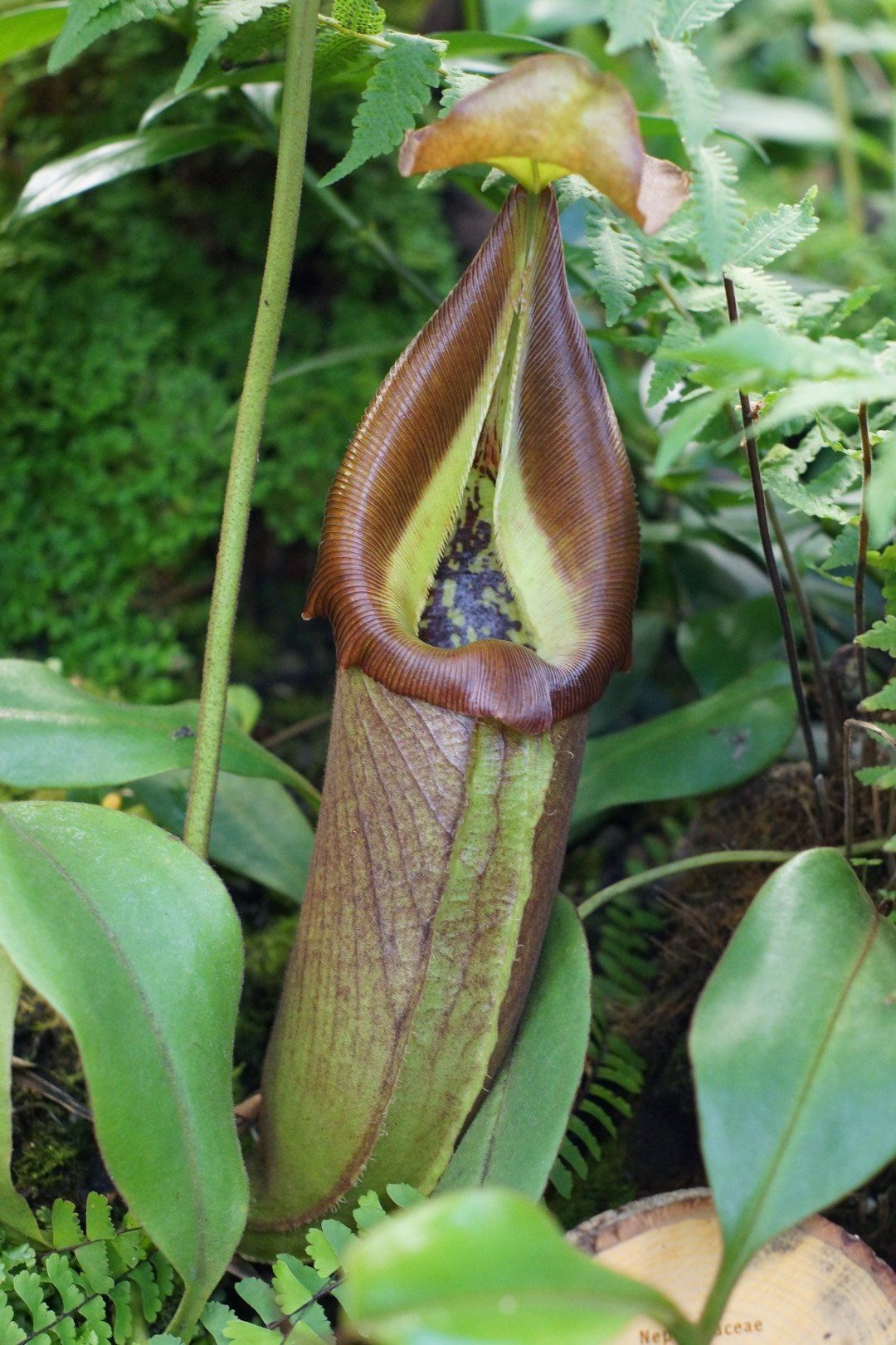 A Visit to the Amazon Spheres FineGardening