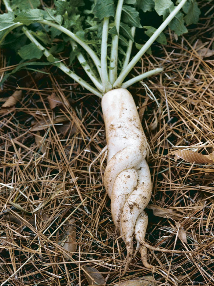 How to Grow Radishes FineGardening