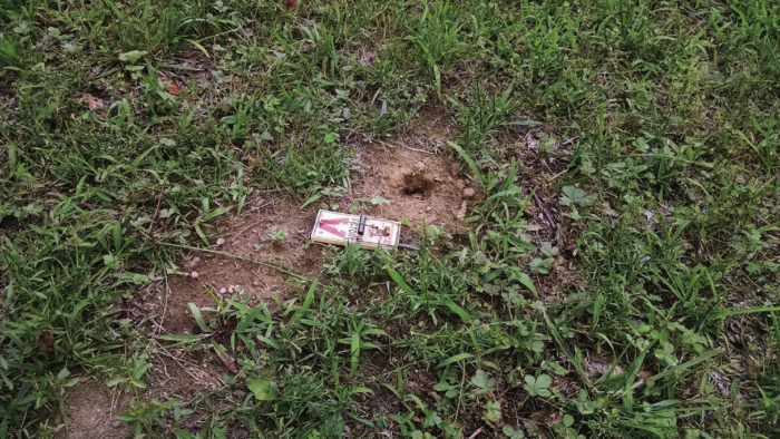 How to Get Rid of Voles in the Garden - FineGardening