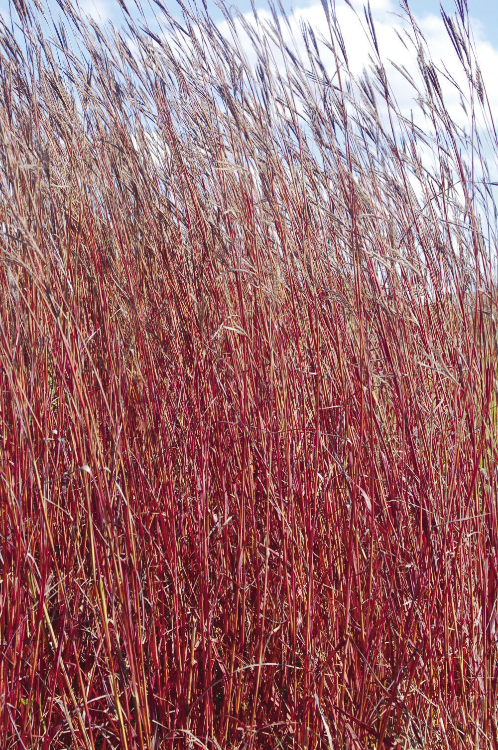 ‘Red October’ big bluestem