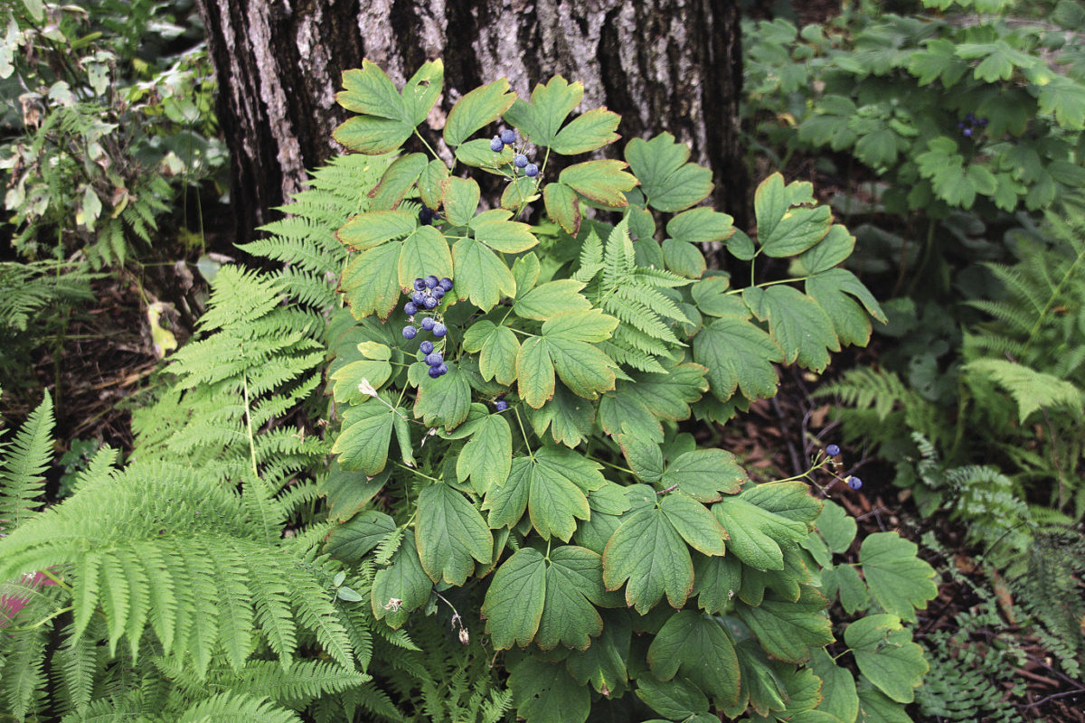 Surprising Plants for Shade FineGardening