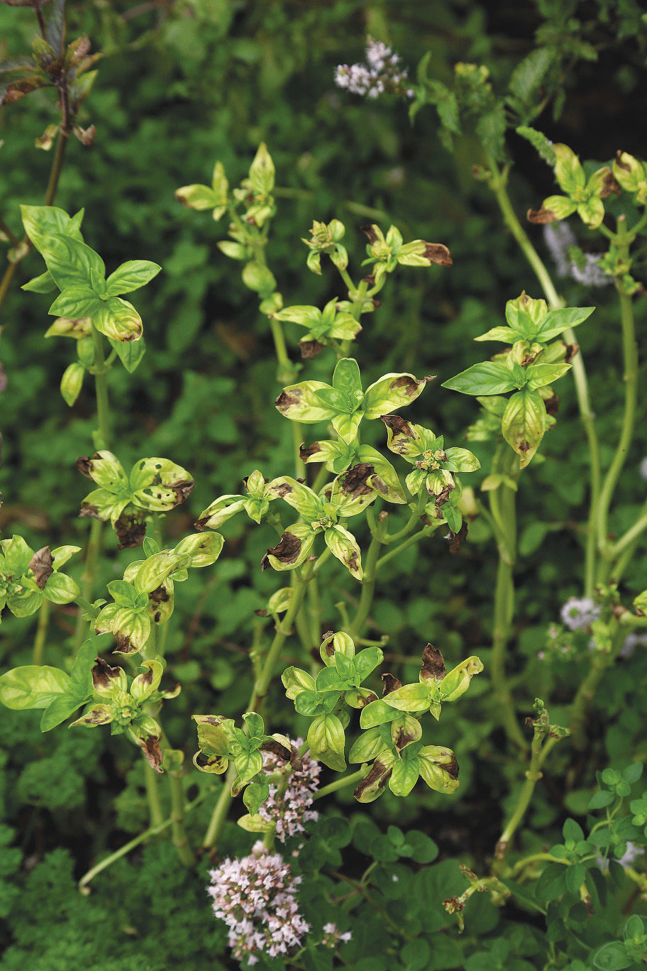 Fusarium Wilt Basil