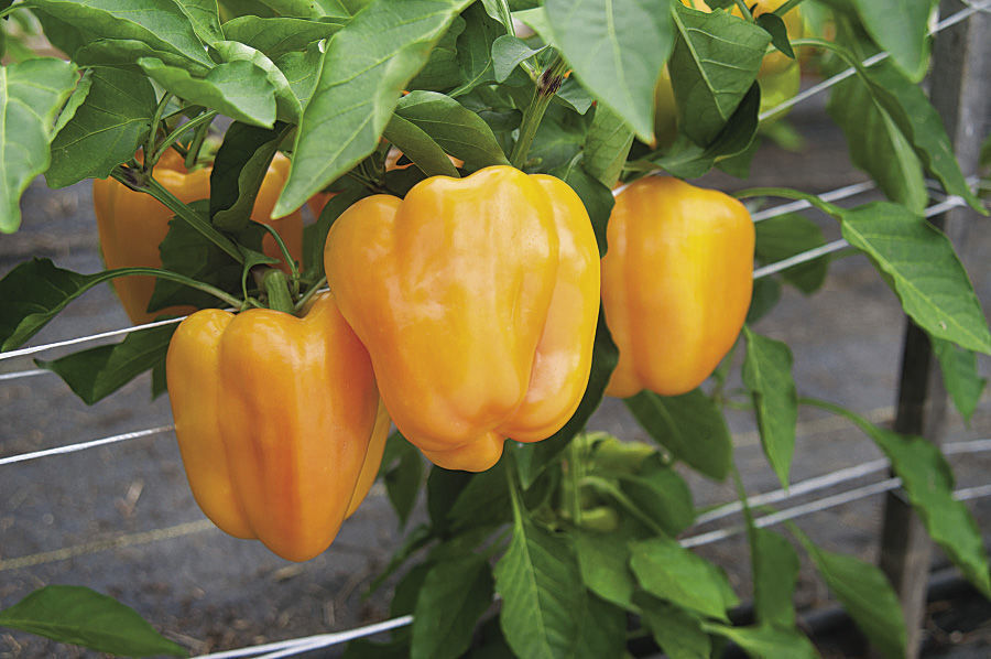 Easy-to-Grow Sweet Peppers - FineGardening