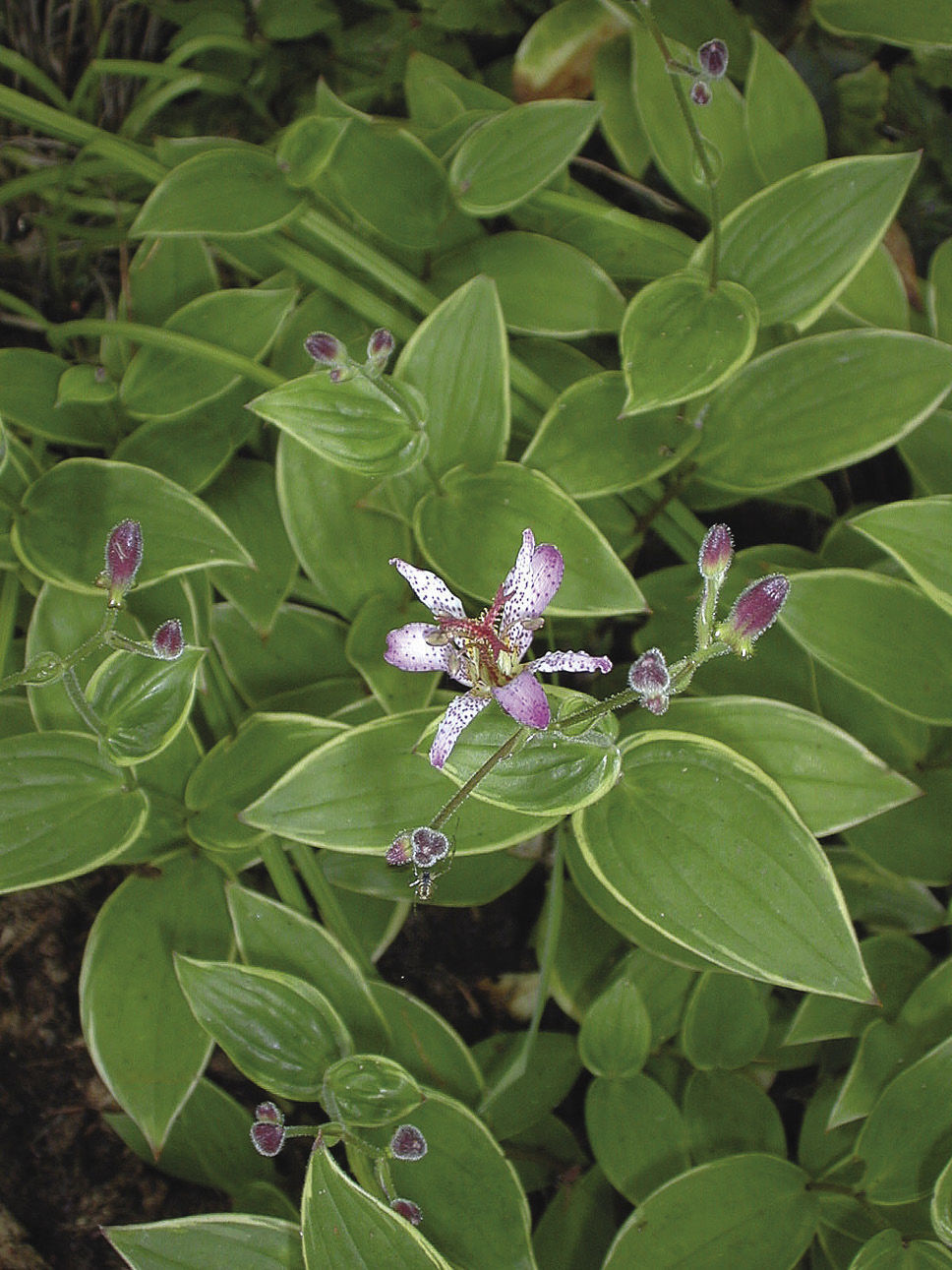 Gilt Edge Toad Lily