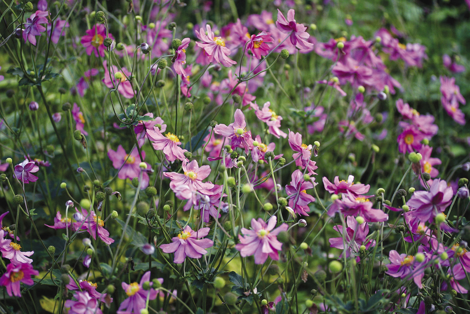 Prinz Heinrich Japanese Anemone