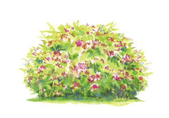 Spiraea japonica* ‘Walbuma’ illustration