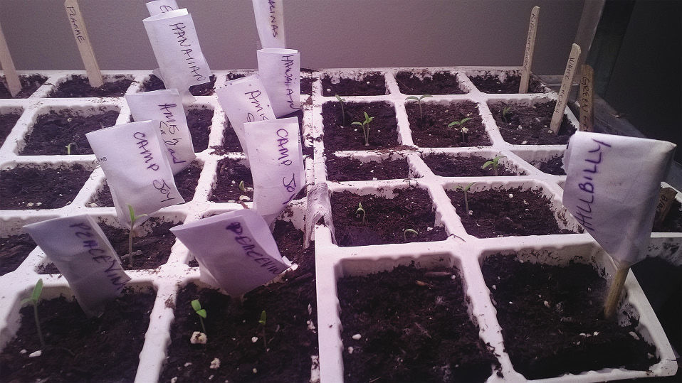 The top 20 Cherry tomato when to plant 5 A Complete Guide to Growing Cherry Tomatoes - FineGardening