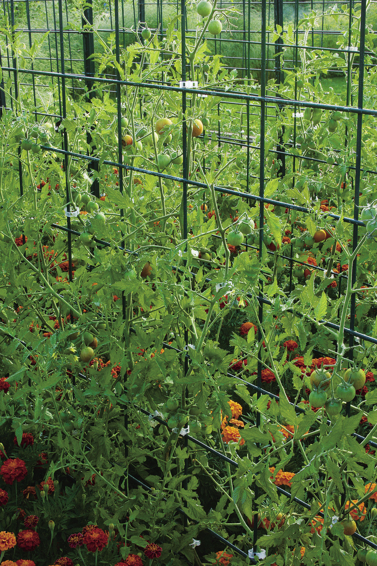 metal panels to support cherry tomatoes
