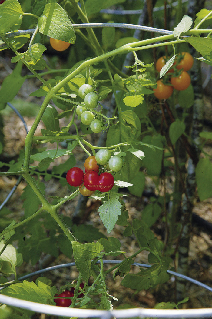 Guide to Growing Cherry Tomatoes FineGardening