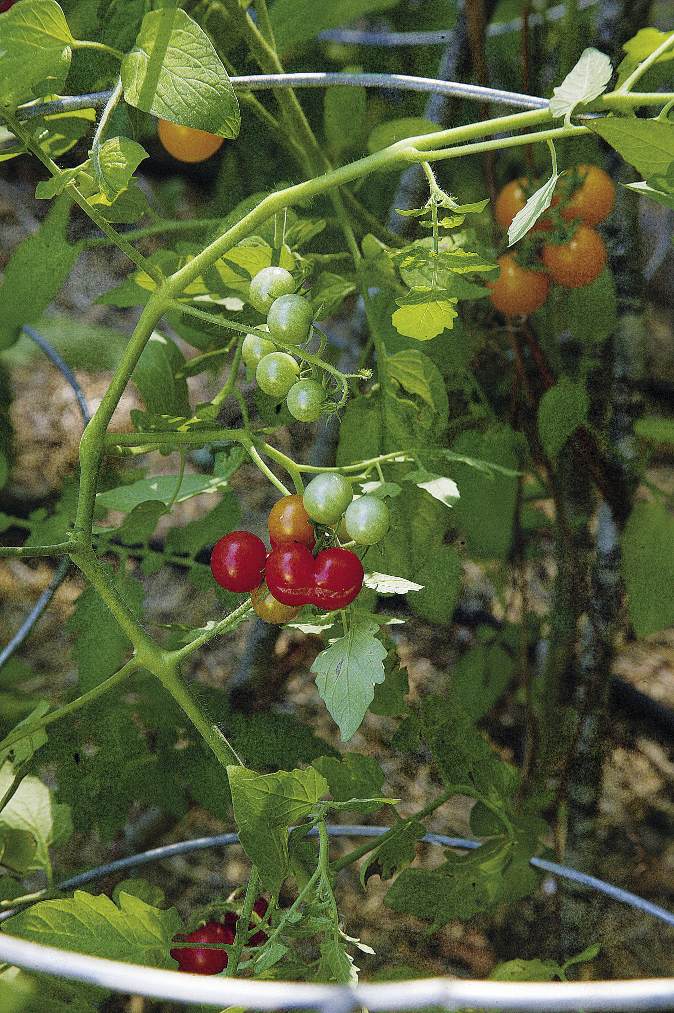 cracked tomatoes