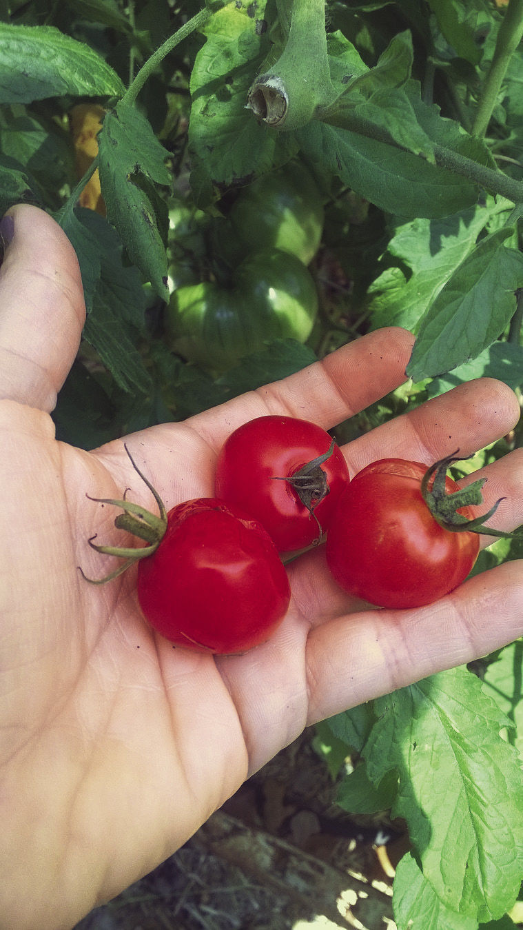underripe and ripe tomatoes