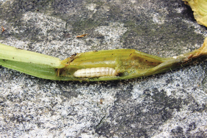squash vine borer