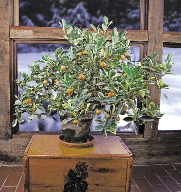 Growing Citrus in Pots - FineGardening