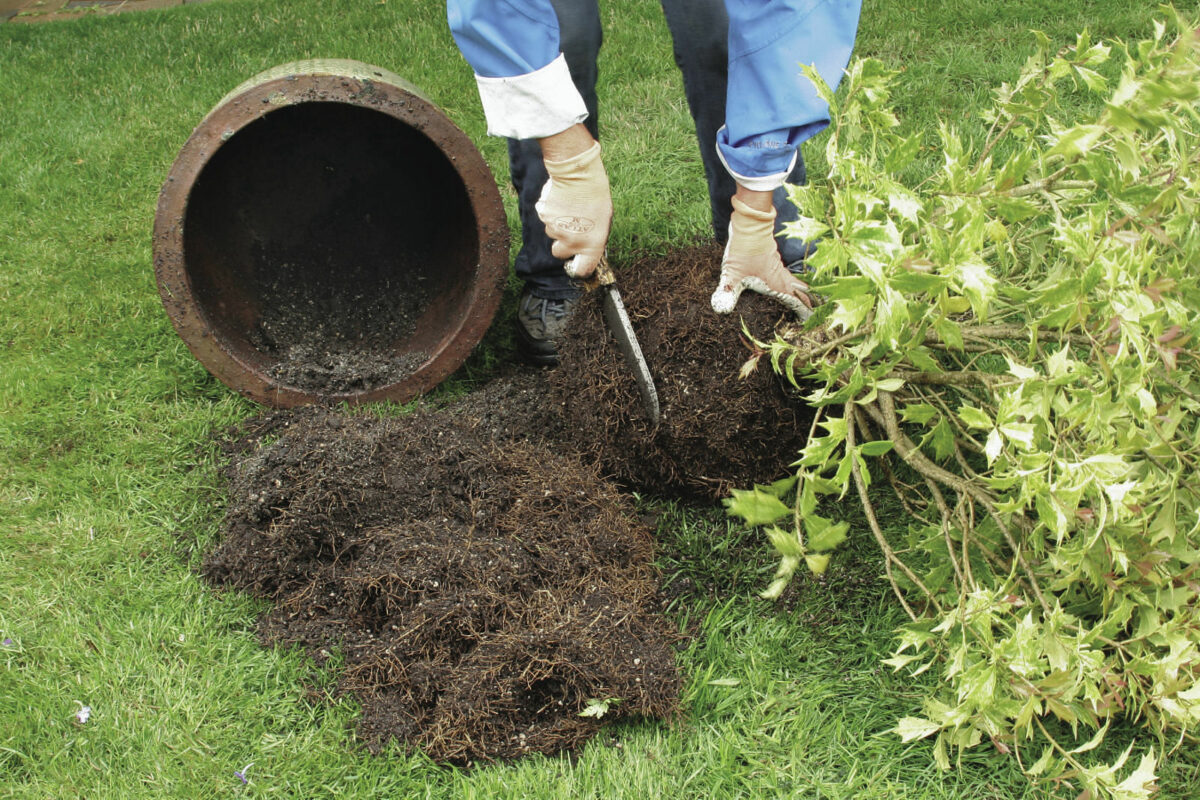 trimming a plants root-ball