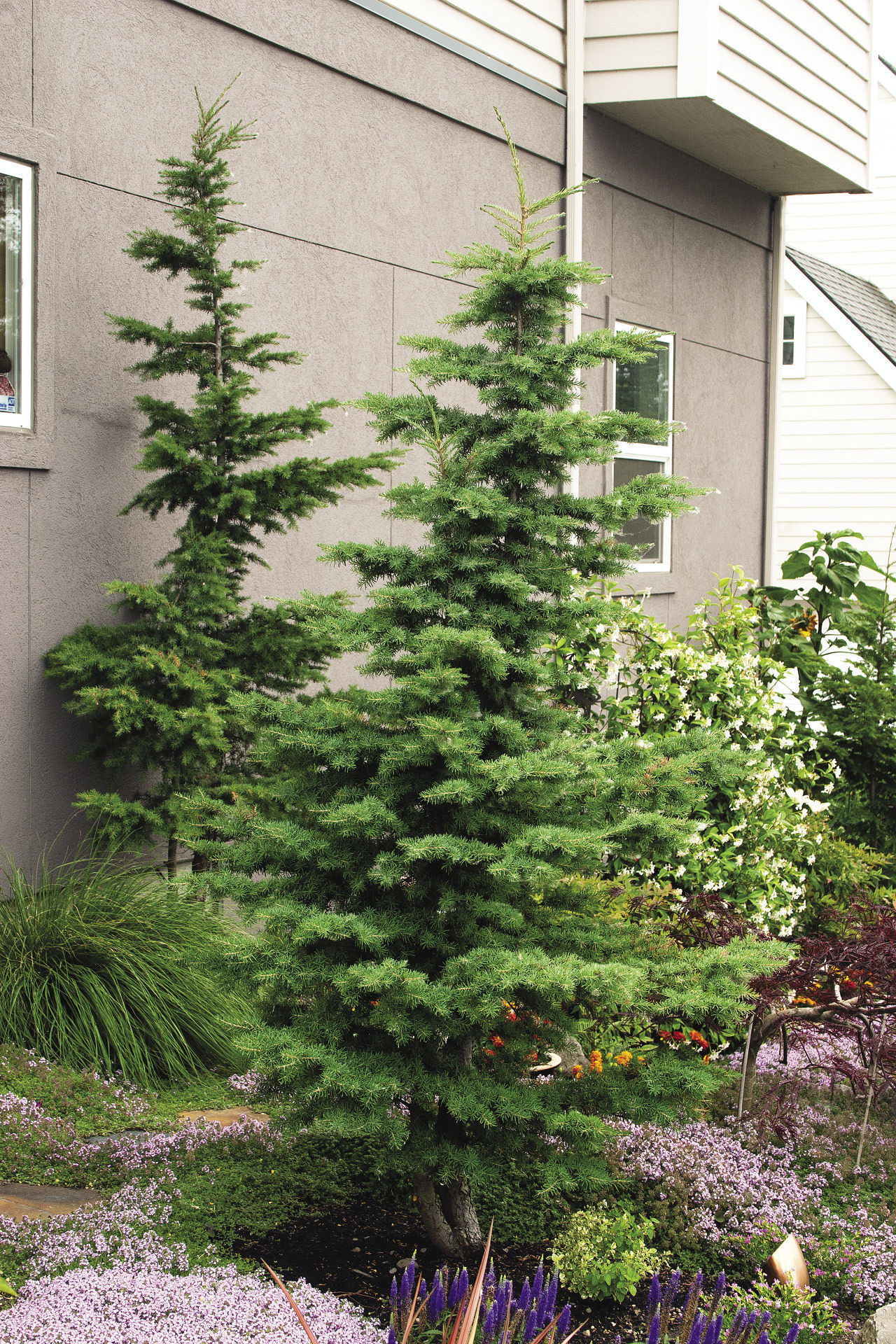 Small Evergreen Trees In Shade