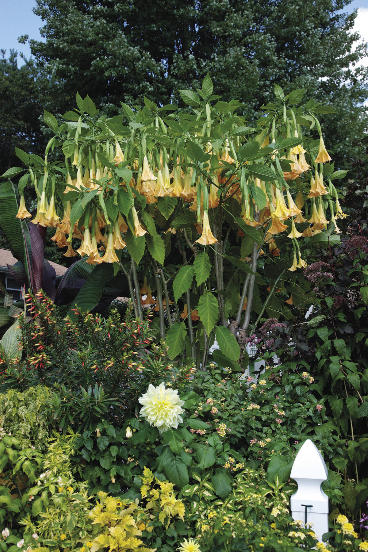 Angels’ Trumpets Big Blooms with Unbeatable Fragrance