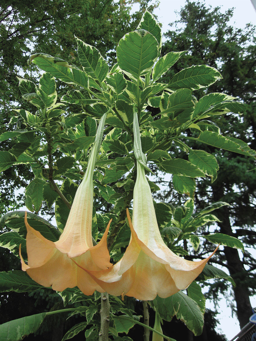Flamenco Brugmansia Angels Trumpet Plant - Live Starter, Fragrant Peach Salmon Flowers, Fast Growing