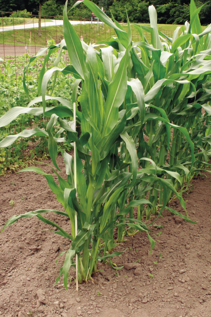 How to Grow Corn FineGardening