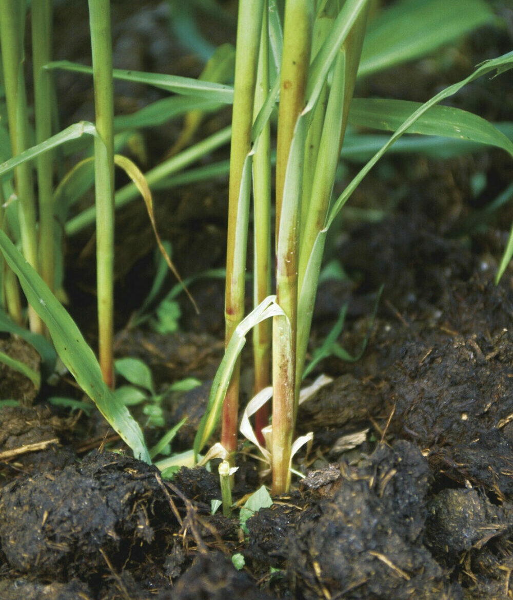 close up of corn plant in soil