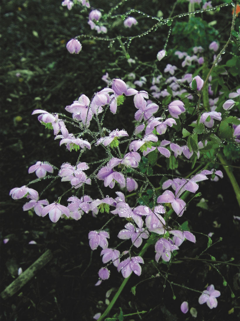 Splendide Yunnan meadow rue