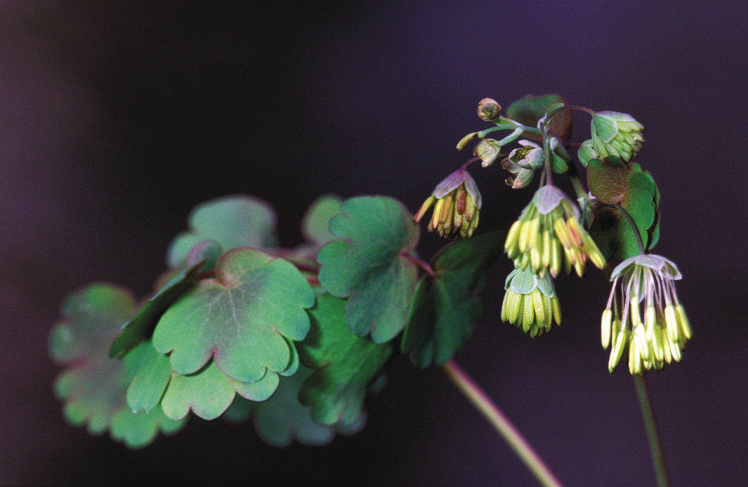 Early meadow rue
