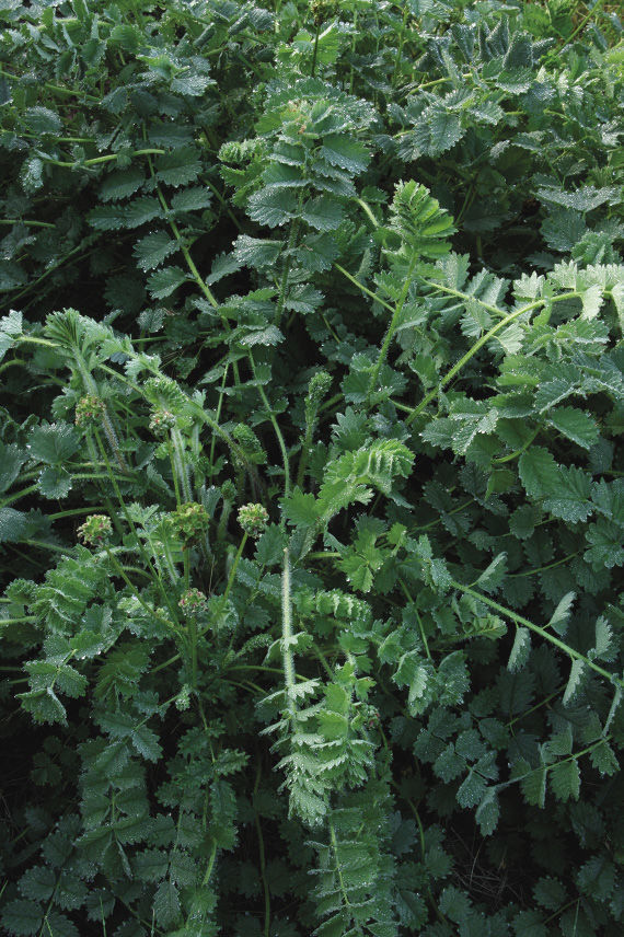 salad burnet