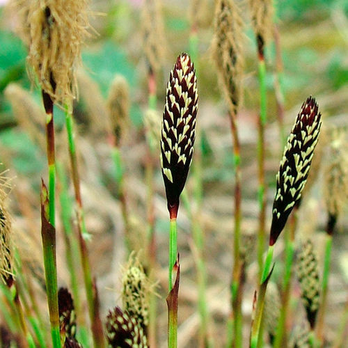 Native to Know: Seersucker Sedge - Fine Gardening