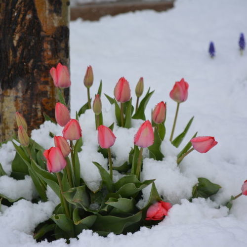 When Spring Goes Bad - Fine Gardening