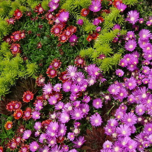 Southwest April Garden ToDo List Fine Gardening