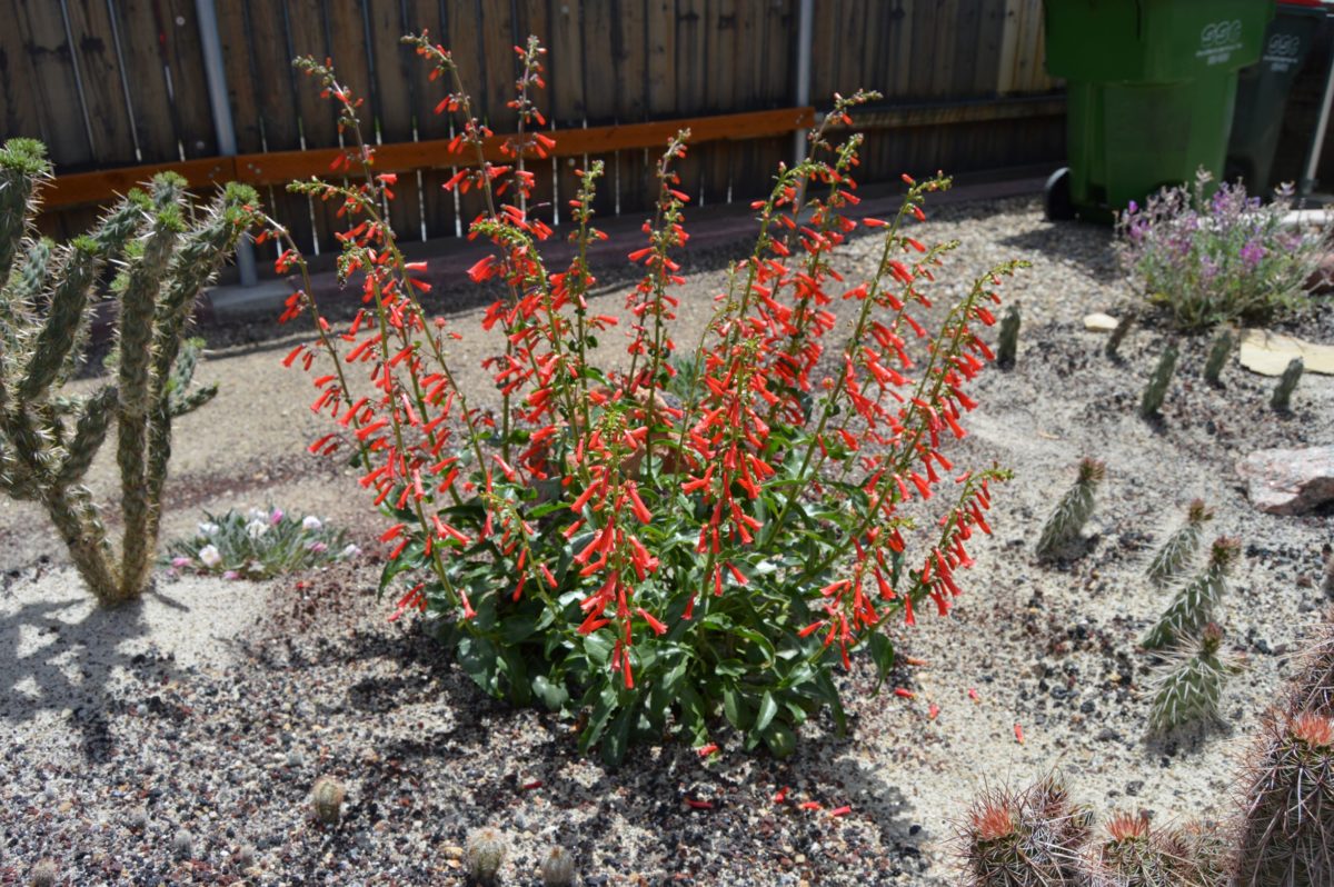Planting Under Oak Trees in Northern California Regional Report