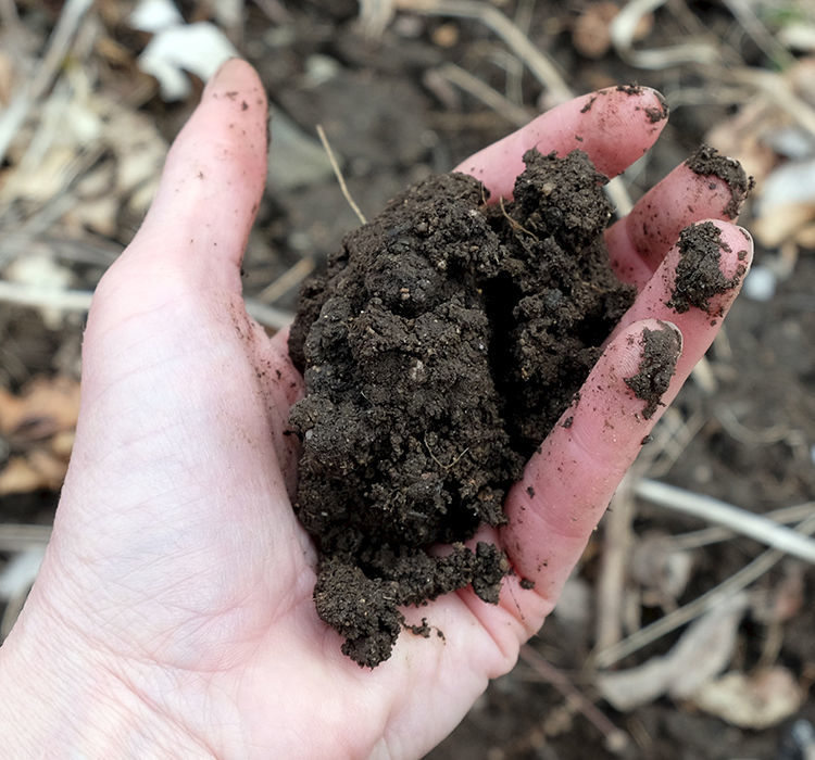 Mud Season in the Northeastern Garden FineGardening