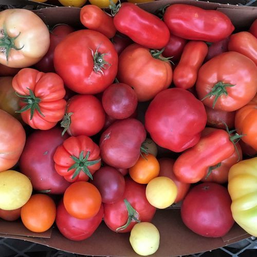 5 Terrific Tomatoes for Northern California Fine Gardening