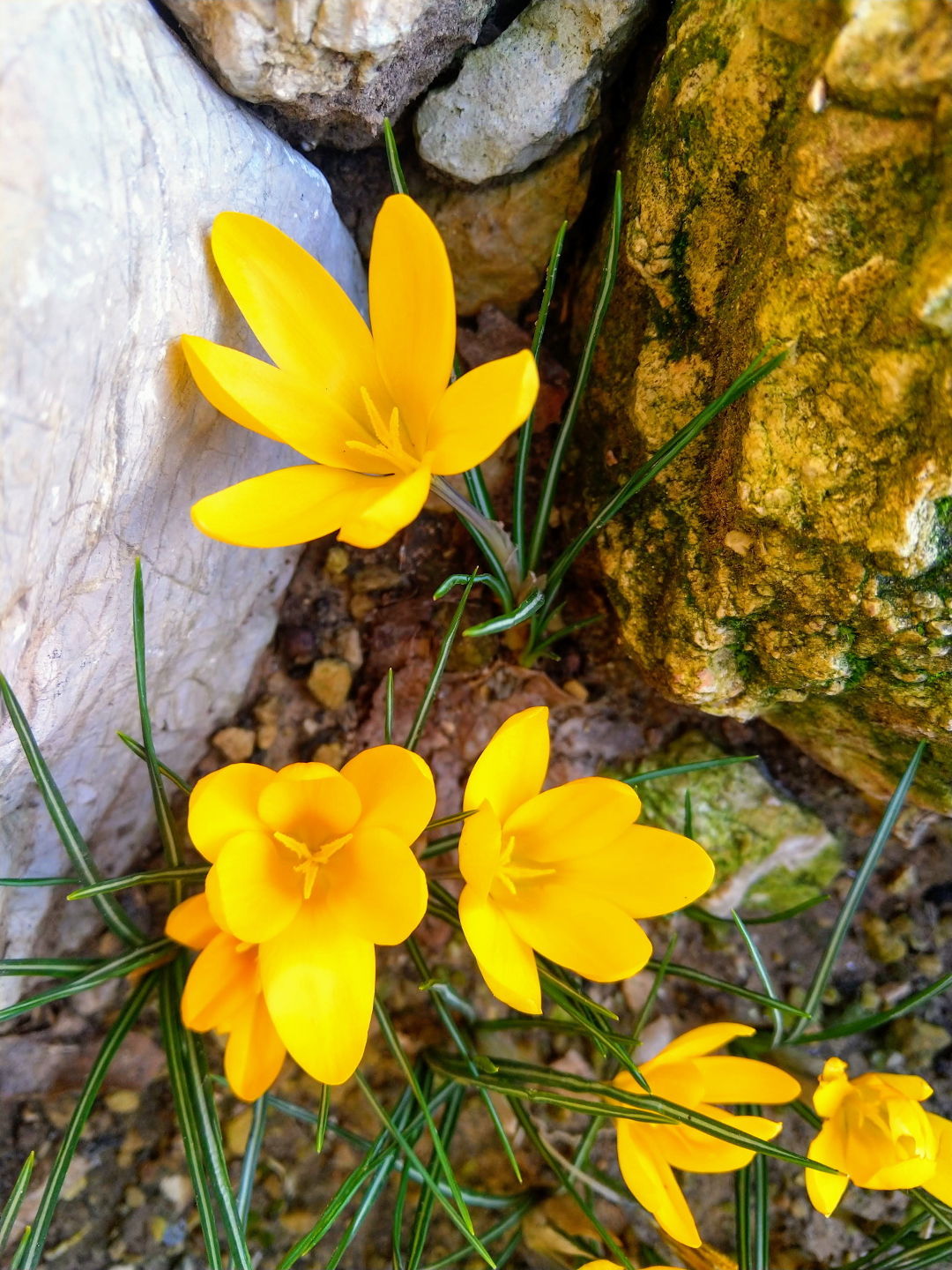 Celebrating Spring Bulbs FineGardening