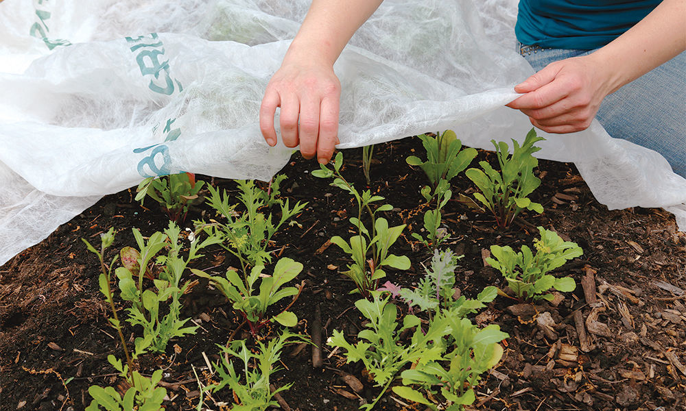 Edible Garden—What to Plant for Fall FineGardening