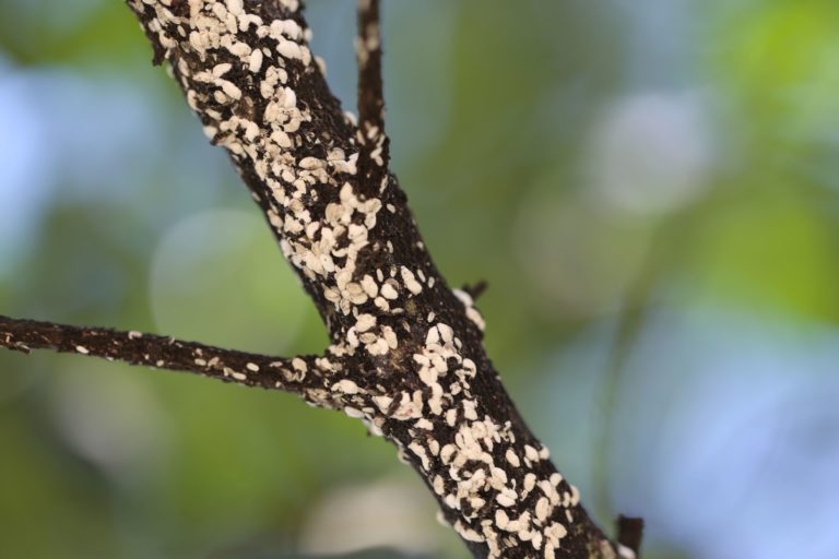 Crape Myrtle Bark Scale A New Pest for Southern Gardeners to Watch Out
