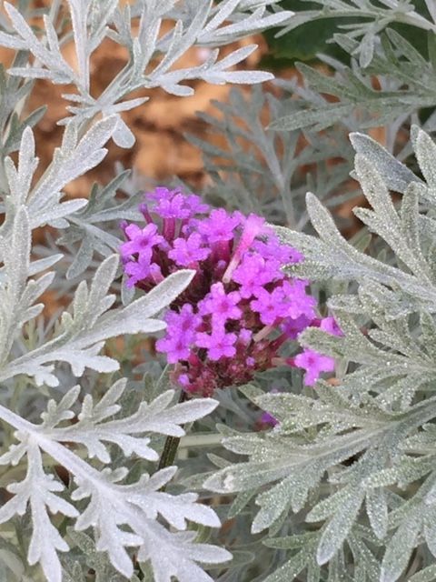 Plants the Deer Don’t Eat - FineGardening