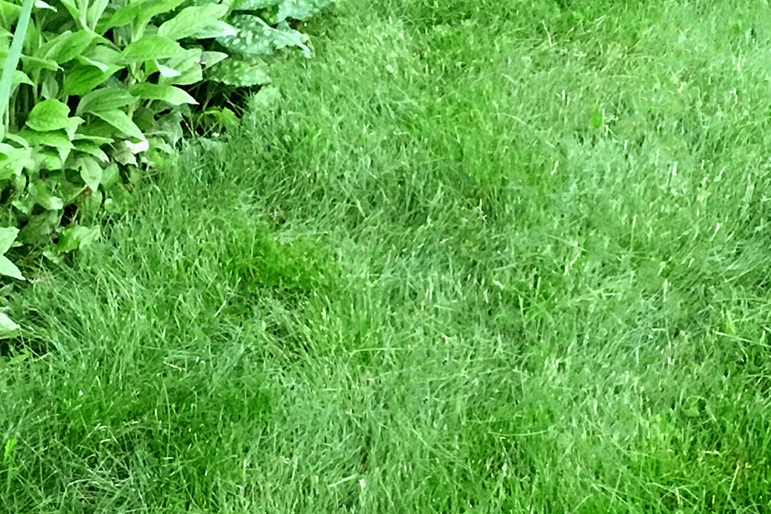 Are LowMow Grasses the Way to Go? FineGardening