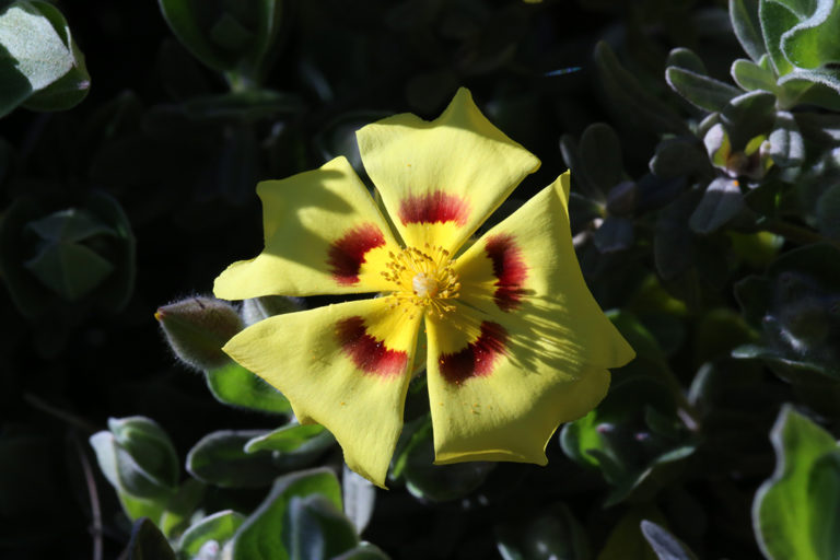 Rock Roses Shine in Spring Fine Gardening